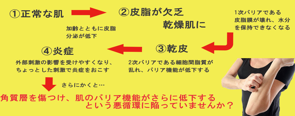 オリーブ石鹸 細胞間脂質 トップ