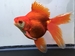 飯田琉金