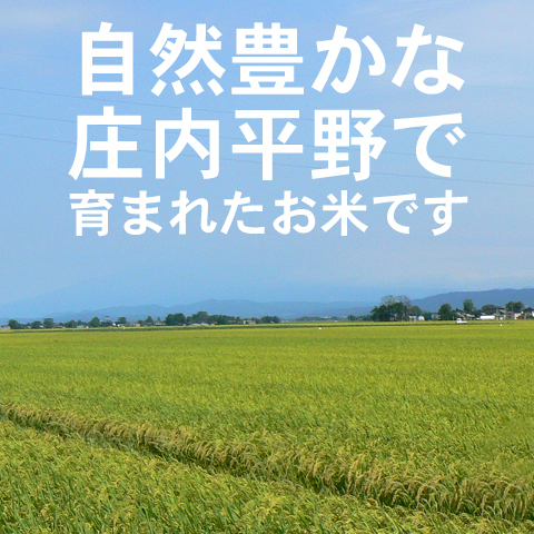 ササニシキ