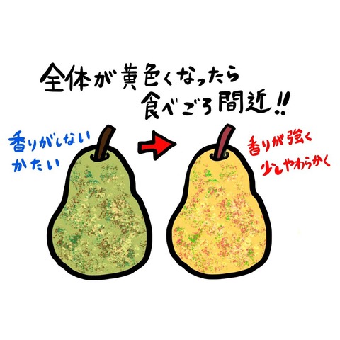 食べ頃の見極め