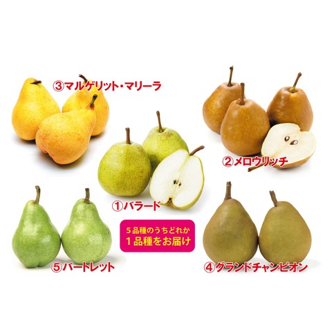 洋梨　品種おかませ３kg入【予約商品】10月～発送