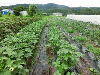 オクラなど