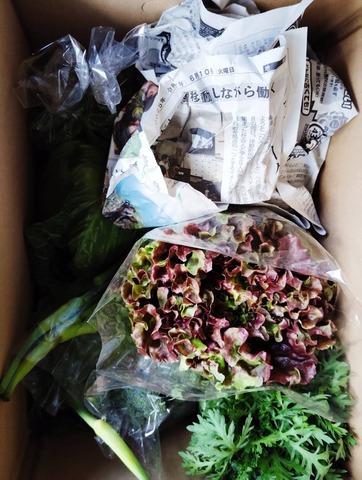 自然農法 夏野菜セット、宅配