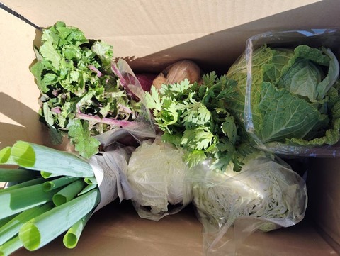 自然農法 夏野菜セット、宅配