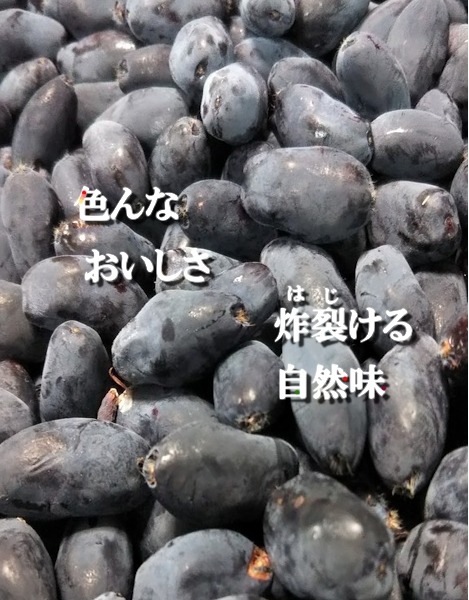 生食用】自然農法 冷凍ブルーベリー(1kg) 大粒 7月～ ＜ 自然農法、無