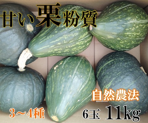 自然農法、無農薬かぼちゃ