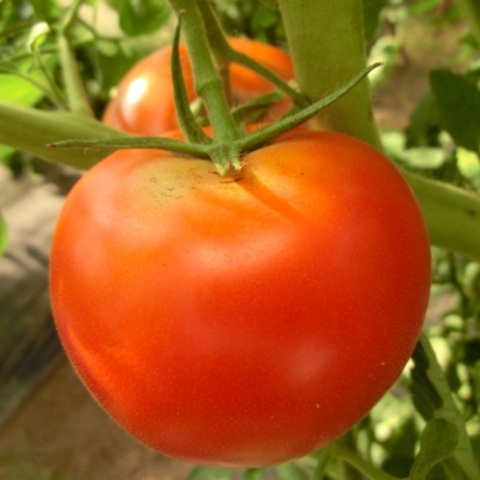無農薬栽培トマト