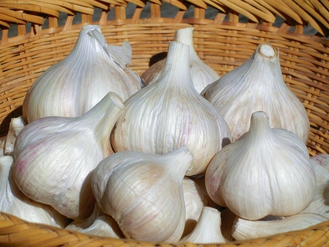 自然農法ニンニク