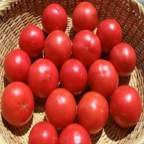 自然農法トマトセット