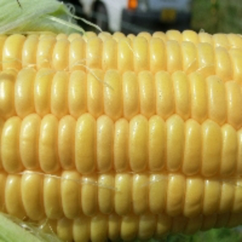 無農薬栽培 野菜セット 通販