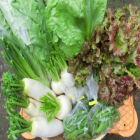 体に良い自然農法野菜｜おいしい食から健康を作る
