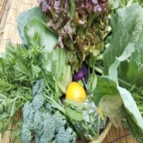 自然農法野菜セット