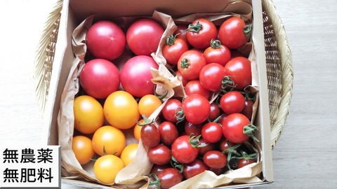 自然農法　トマト