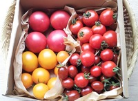 自然栽培完熟トマト