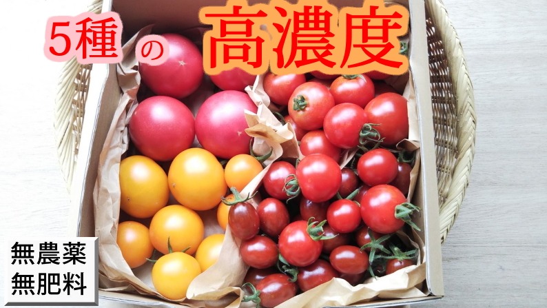 自然農法トマト