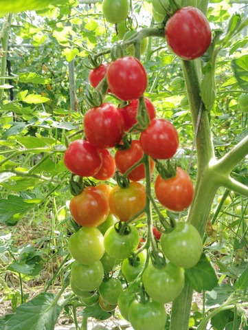 自然農法　野菜セット、2kg入り