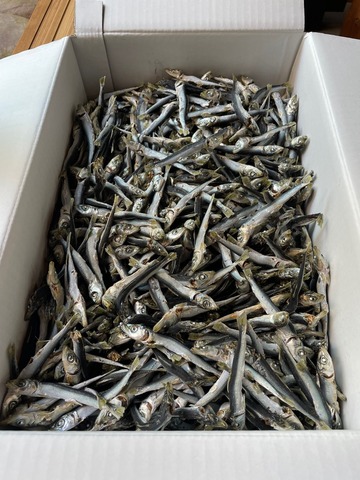 うるめ煮干（新）　300ｇ