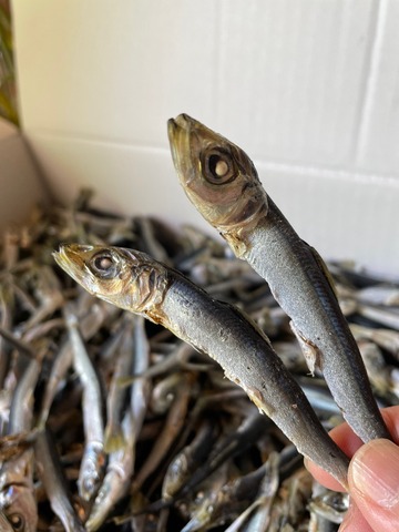 うるめ煮干（新）　300ｇ