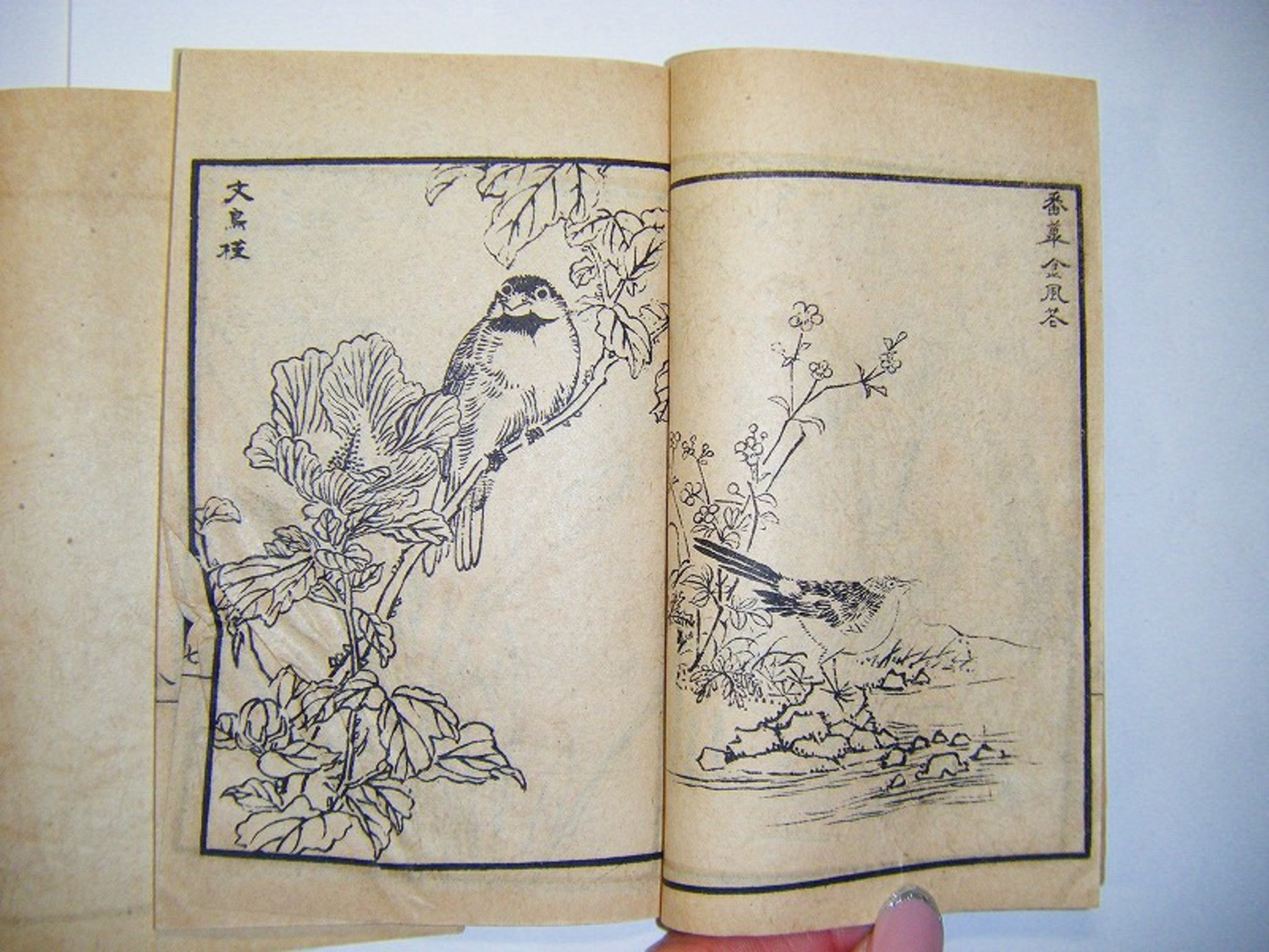 江戸 明治 初期 浮世絵 唐本「楳嶺 百鳥 画譜  3冊揃い」 タトウ付 和本 はよく見るが唐本のものは 稀少 珍品 木版画 絵本