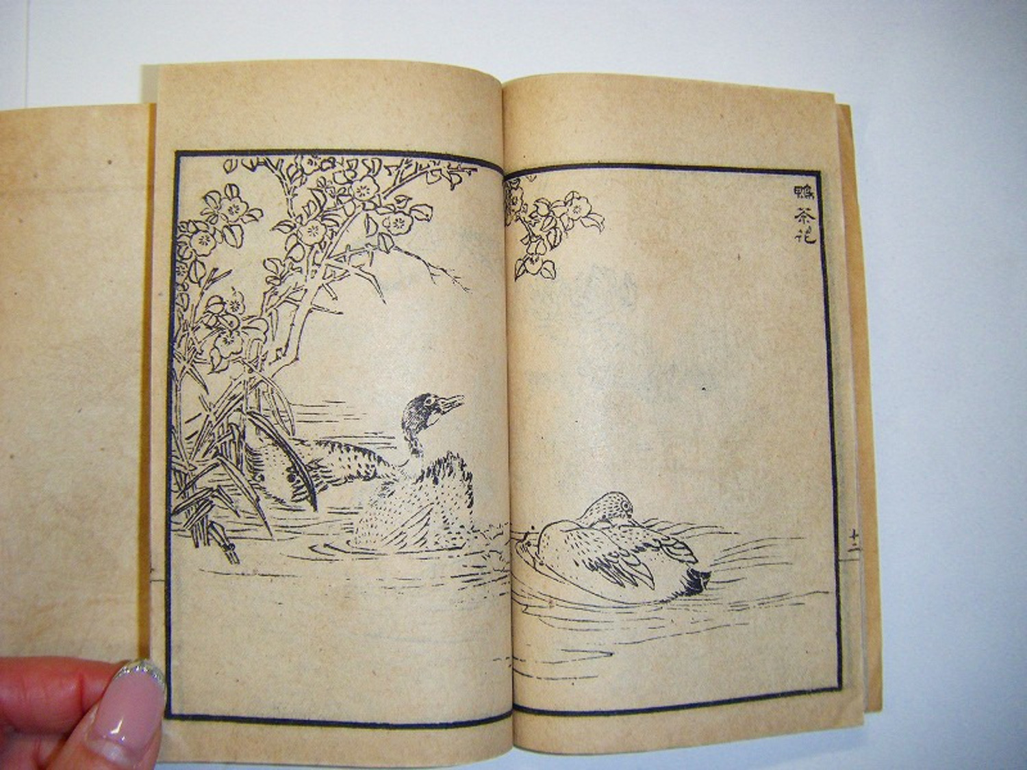 江戸 明治 初期 浮世絵 唐本「楳嶺 百鳥 画譜  3冊揃い」 タトウ付 和本 はよく見るが唐本のものは 稀少 珍品 木版画 絵本