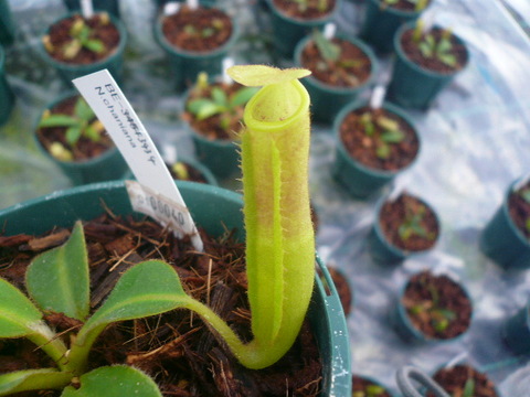 Nepenthes Chaniana Be 3434 3 水苔 Hiro S Pitcher Plants