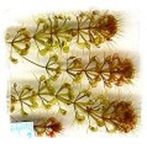 Aldrovanda vesiculosa{red temperata European form， Balata-to，Hungary}/5+plants