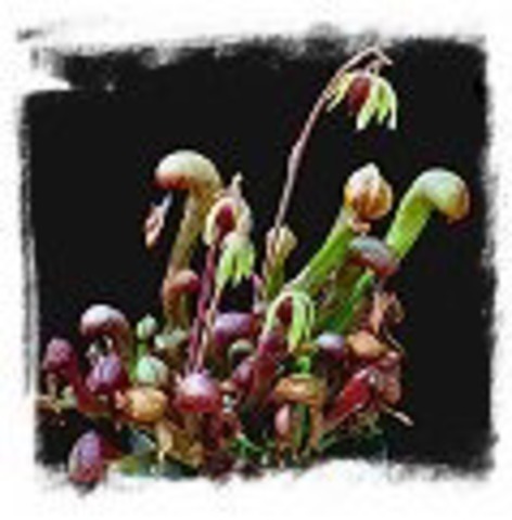 Darlingtonia californica ，strong and hardy， UK clone，[BCP ID#S080]30seeds