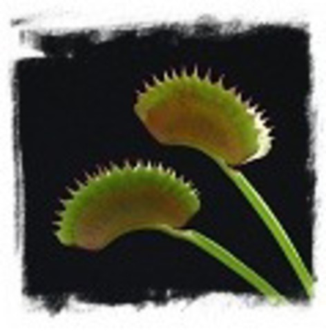 Dionaea muscipula ’Dentata Trapa’ / 2+ plants， 1-5cm