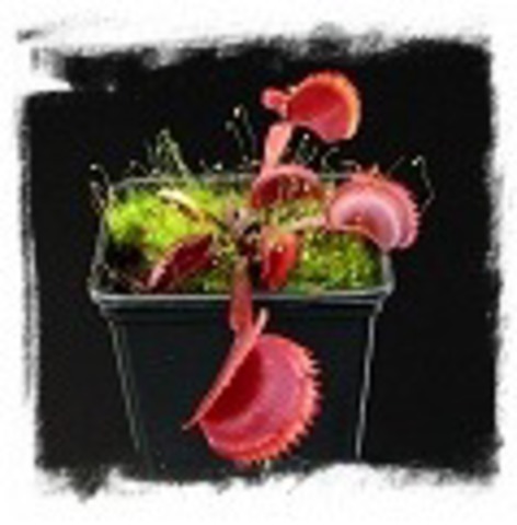 Dionaea muscipula ’Red Dentata’ [BCP ID#1451]，2+plants，1-3cm