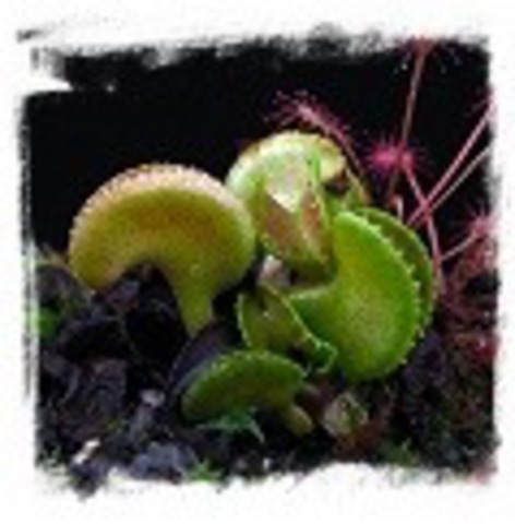 Dionaea muscipula ’Cudo’，2+palnts，0.5-1cm