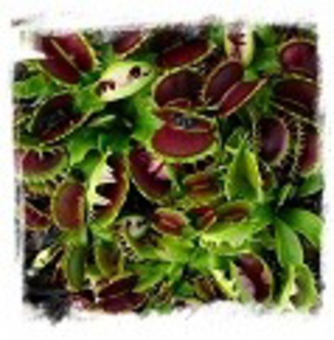 Dionaea muscipula ’Fuzzy Tooth’ [BCP ID#1949-99]2+plants，3-6cm