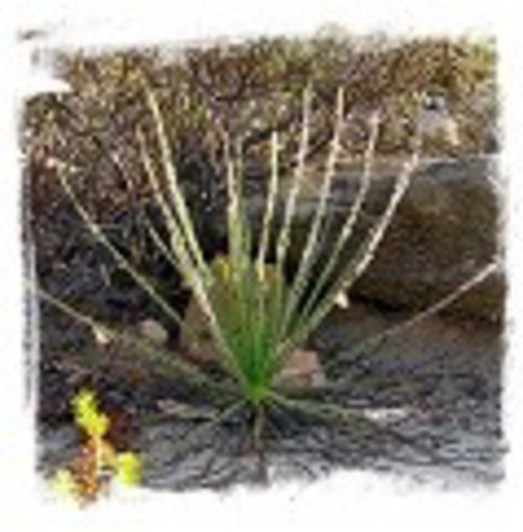 Drosophyllum lusitanicum {near Cortes de la Frontera， Andalusia， Spain} [BCP ID# S010] (6 seeds)