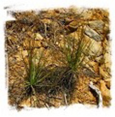 Drosophyllum lusitanicum {near Los Barrios， Andalusia， Spain} [BCP ID# S253] (6 seeds)