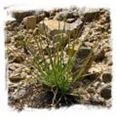 Drosophyllum lusitanicum {near Alcala de los Gazules， Andalusia， Spain} [BCP ID# S011] (6 seeds)