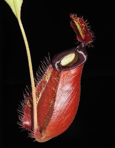 N.burbidgeae x sibuyanensis S