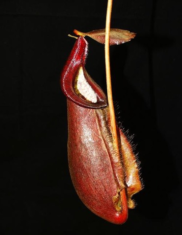 N.densiflora x rafflesiana S