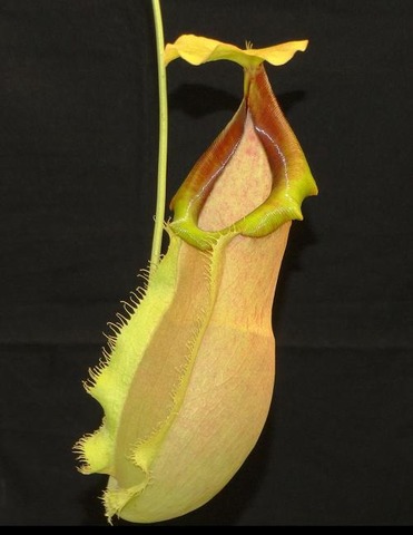 N.spathulata x merrilliana S