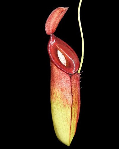 N.ampullaria x reinwardtiana-assorted clone S