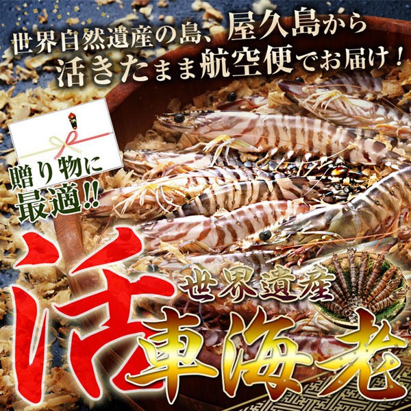 活き車海老