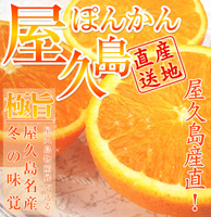 完売しました】屋久島ぽんかんＭサイズ 12月中旬頃出荷開始 ＜ 屋久島