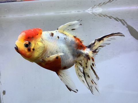 飯田東錦 金魚通販 きんとと ｎｅｔ