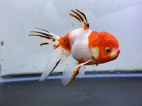 飯田東錦 金魚通販 きんとと ｎｅｔ