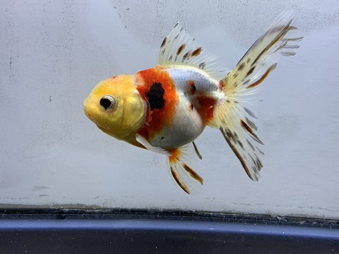 飯田東錦 金魚通販 きんとと ｎｅｔ