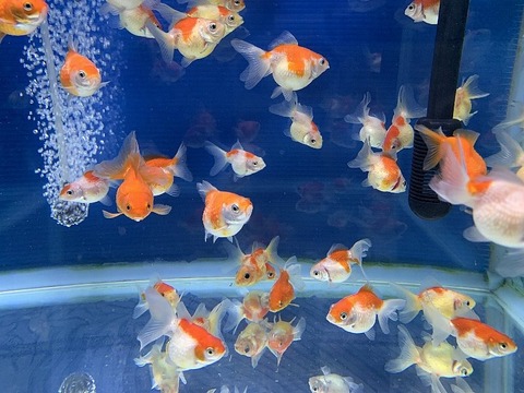 深見養魚場産　ピンポンパールロングテール