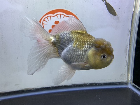 弥富産 青文魚 ＜ きんとと、オンラインショップ