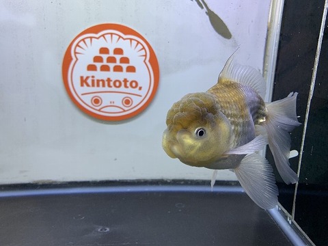 弥富産 青文魚 ＜ きんとと、オンラインショップ