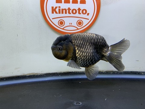 深見養魚場産　青らんちゅう