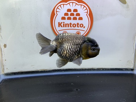 深見養魚場産　青らんちゅう