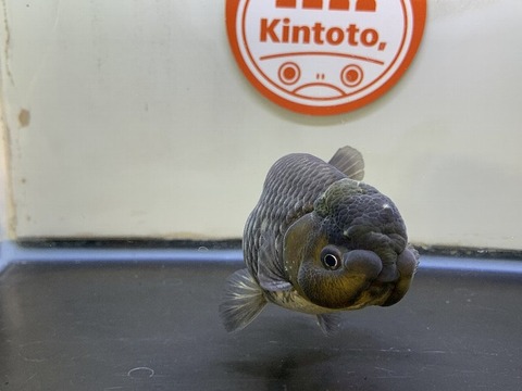 深見養魚場産　青らんちゅう