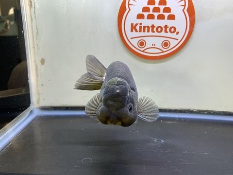 深見養魚場産　青らんちゅう